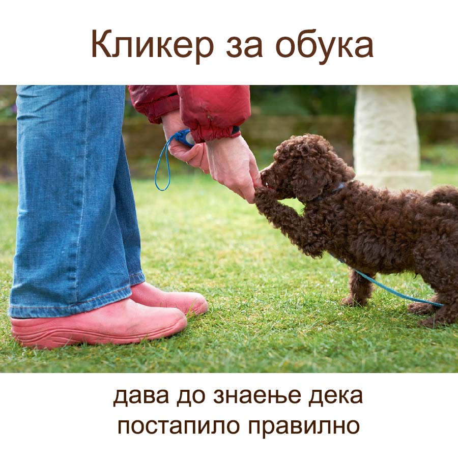 pet-shop-mona-dog-clicker-for-training-2