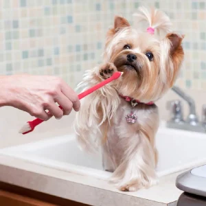 dog brush. cetka za zabi. Pet shop Skopje