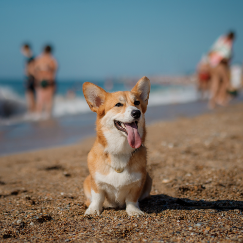 7 совети за вас и вашето куче на плажа