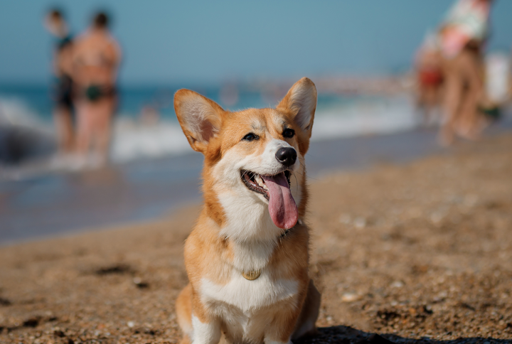 7 совети за вас и вашето куче на плажа