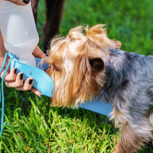 Најдобриот водич за одржување на вашето домашно милениче хидрирано во лето