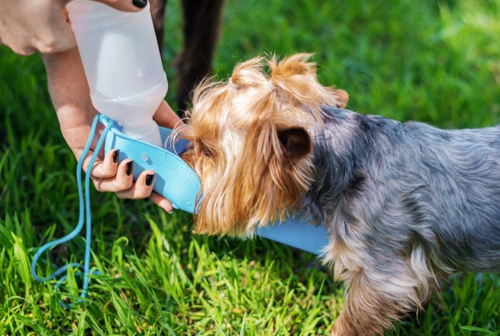 Најдобриот водич за одржување на вашето домашно милениче хидрирано во лето