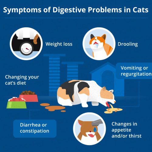 Симптоми на гастроинтестинални заболувања кај мачките, гастроинтестинална храна за мачки?