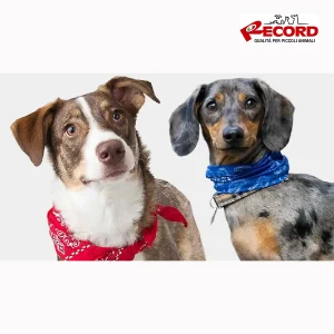 Okoluvratnik za kucinja so marama. dog collar with bandana.